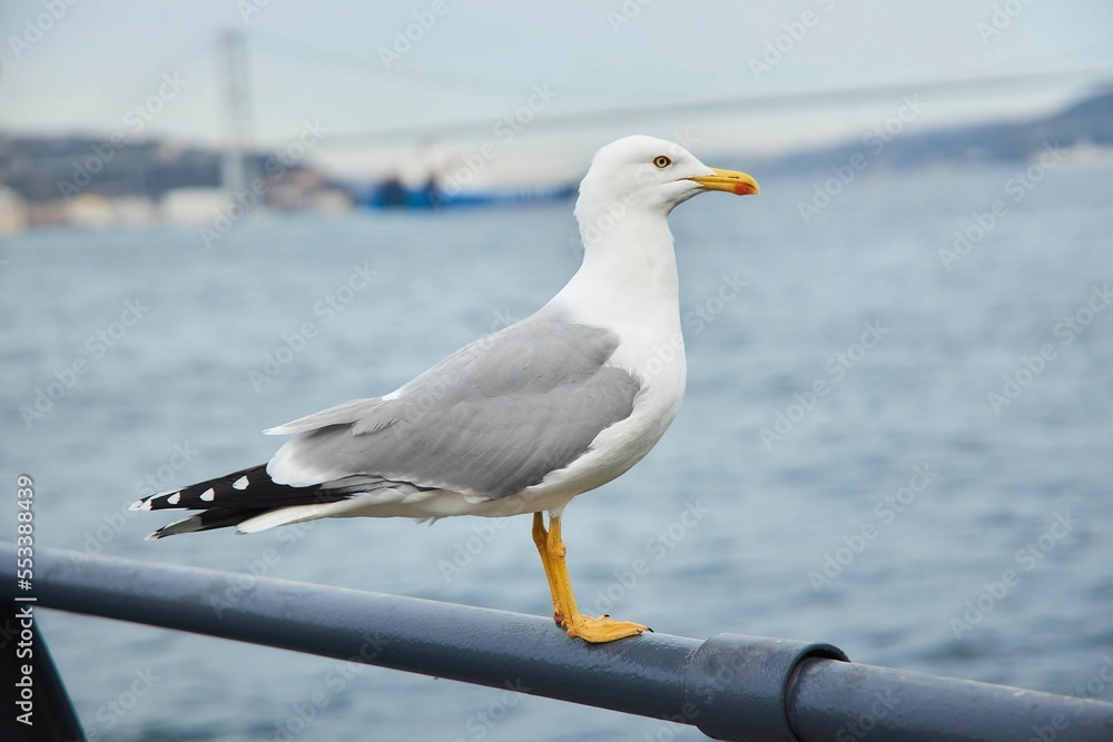The seagull bird is sitting on the fence by the water.