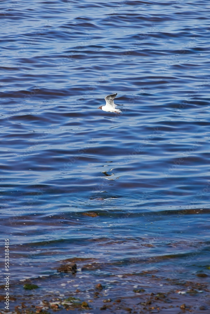 The seagull bird flies against the background of sea or ocean water.