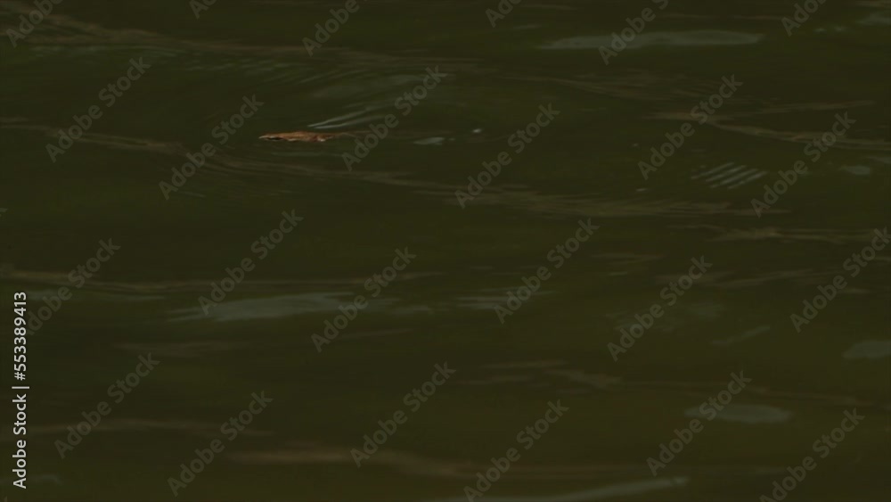 large mouth bass fish in freshwater lake large mouth bass fish in freshwater lake