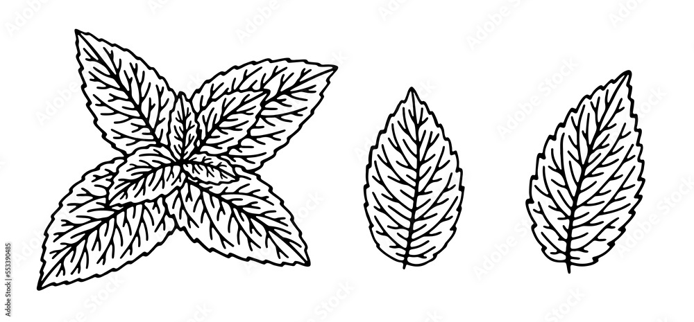 Hand-drawn illustrations of spearmint plant leaves