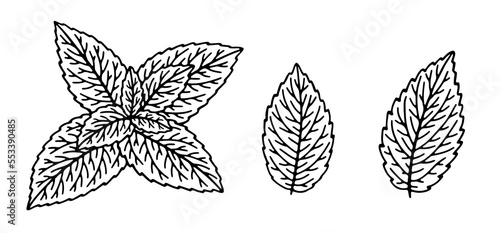 Hand-drawn illustrations of spearmint plant leaves