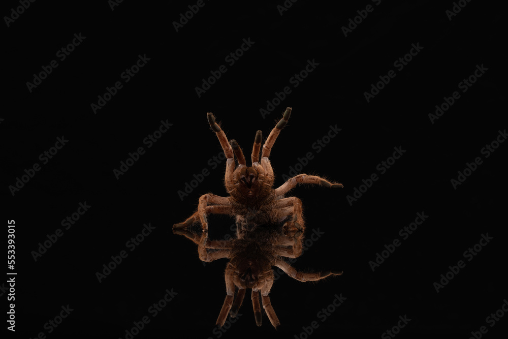 Fototapeta premium Spider walking on black background.
