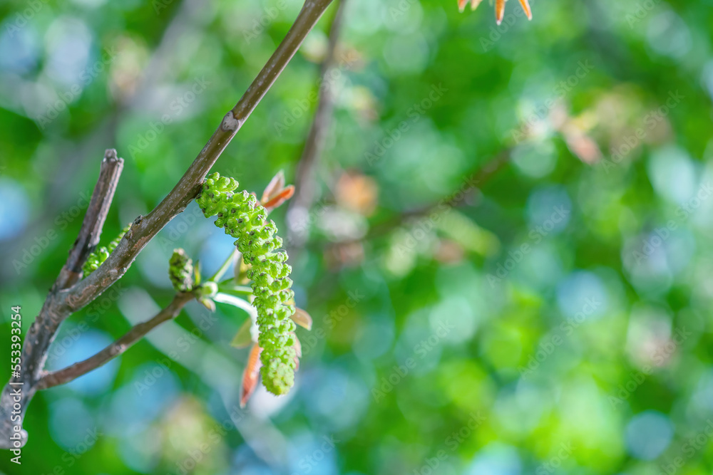 Naklejka premium Walnuts blossoms tree in spring light garden close up, selective focus