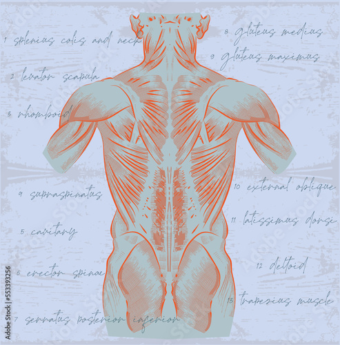  anatomical torso with naked muscles in the style of training graphics