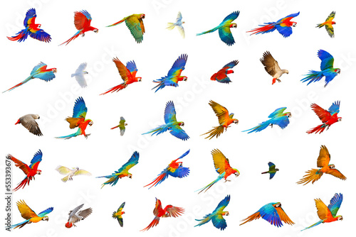 Set of Parrots isolated on transparent background. © Passakorn