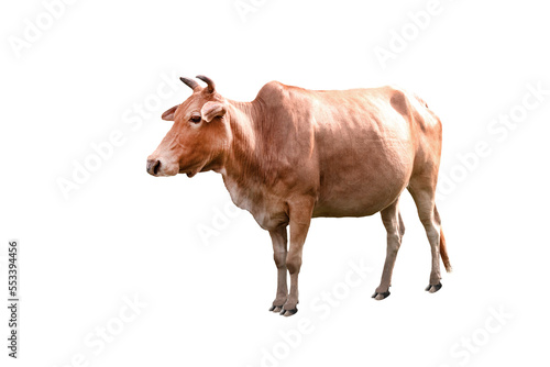 Cow beef is an agricultural commodity standing sideways and isolated on white or transparent background. Idea: Photo of cattle animal. © D.APIWAT