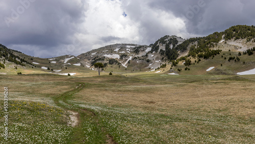 Mountain landscape, plain of Queyrie, the carved tree, Vercors, France