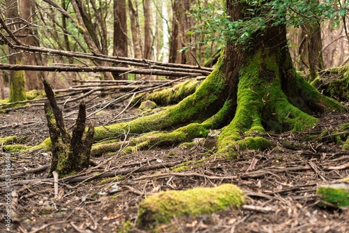 Tree root with moss in the Rainforest in Tasmania, Australia