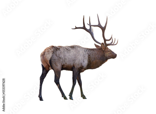 Largest brown Elk with horn standing in the forest at national park photo