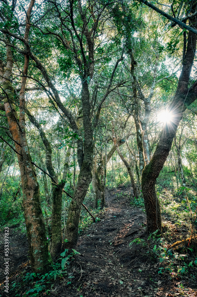 Obraz premium Dense deep tropical rainforest with sunlight shining in national park