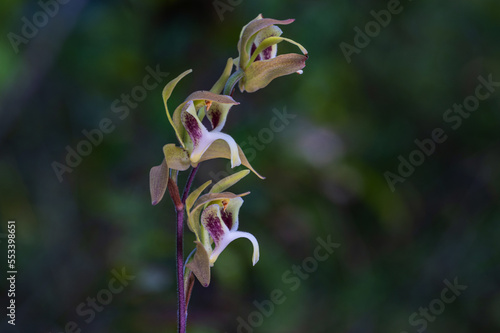 Ipsia thailanddica G. Seidenfaden. Beautiful rare wild orchids in tropical forest of Thailand.