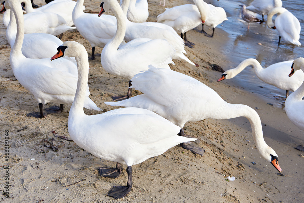 Obraz premium Swans on seashore