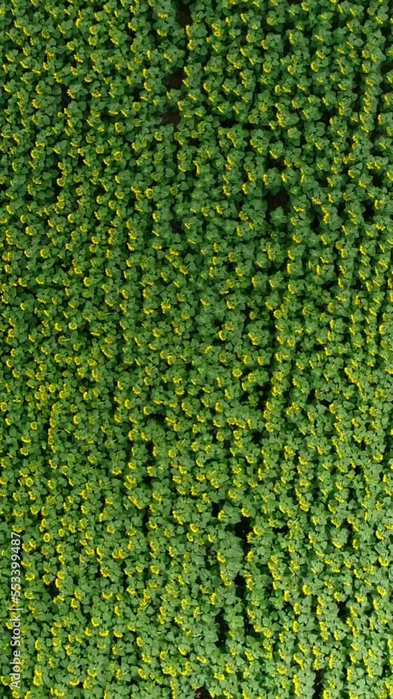 Vertical video of Aerial shot of a sunflower field from birdview angle Vertical video of Aerial shot of a sunflower field from birdview angle