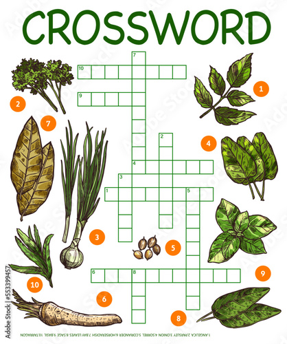 Spices, herbs and seasonings sketch, crossword grid worksheet, vector find word quiz game. Kids riddle to guess word in crossword grid with parsley, coriander and horseradish, bay leaf and sage