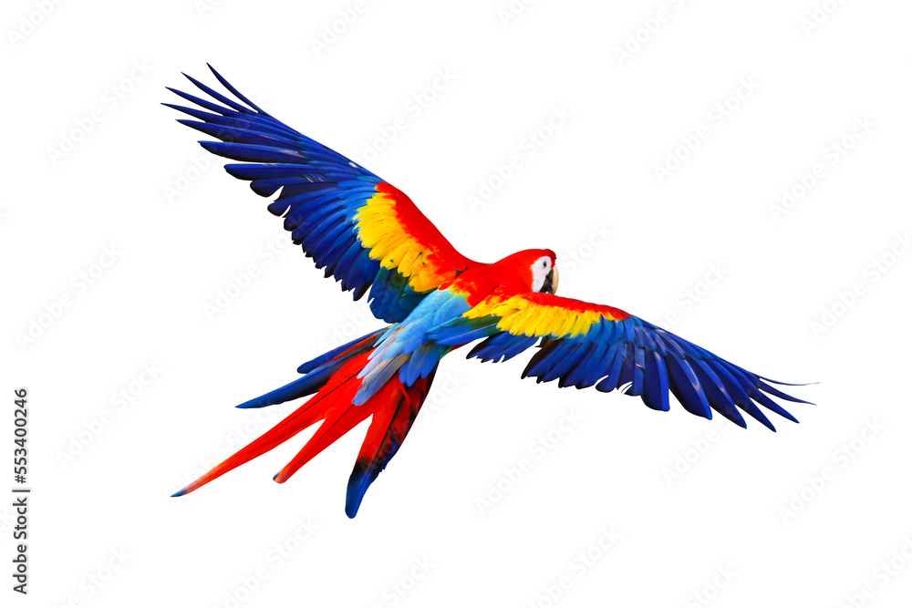 Fototapeta premium Colorful flying parrot isolated on transparent background.
