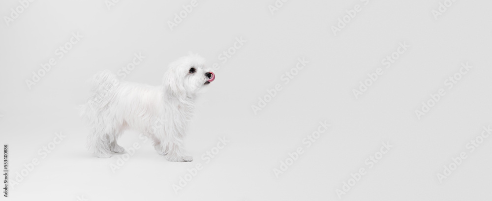 Studio image of cute white Maltese dog posing, calmly walking isolated over light background. Flyer image