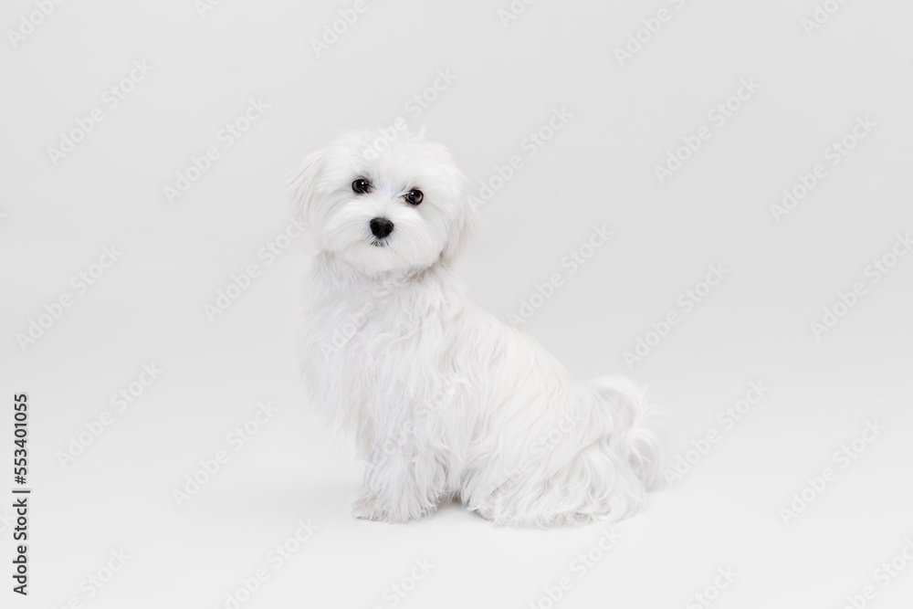 Studio image of cute white Maltese dog posing, calmly sitting and looking at camera isolated over light background