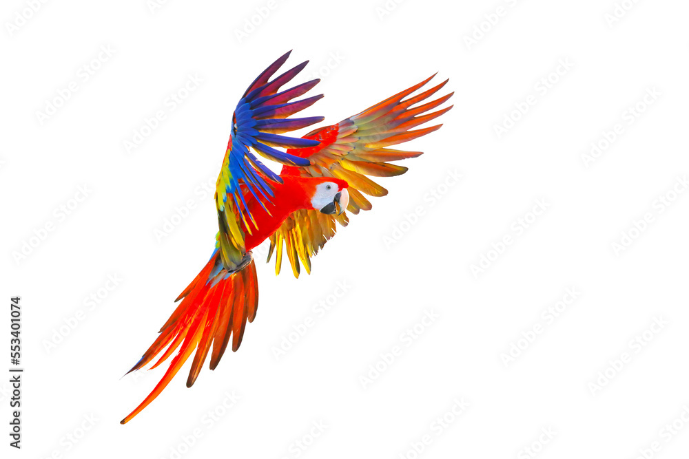 Scarlet macaw parrot flying isolated on transparent background png file