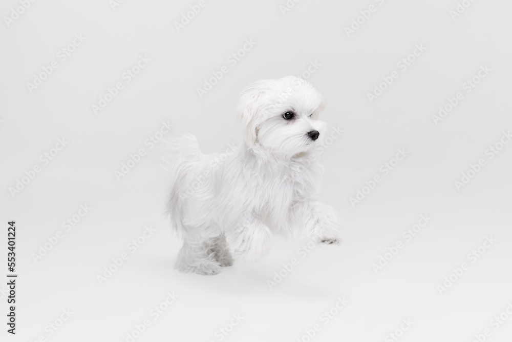 Studio image of lovely white Maltese dog posing, running isolated over light background