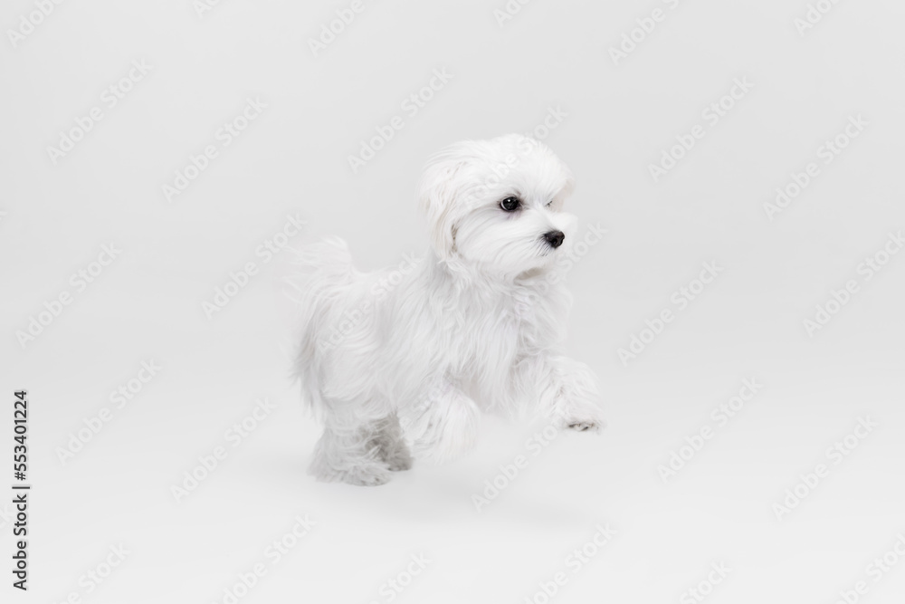 Studio image of lovely white Maltese dog posing, running isolated over light background Studio image of lovely white Maltese dog posing, running isolated over light background