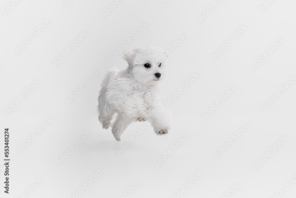 Studio image of cute white Maltese dog posing, running and jumping isolated over light background