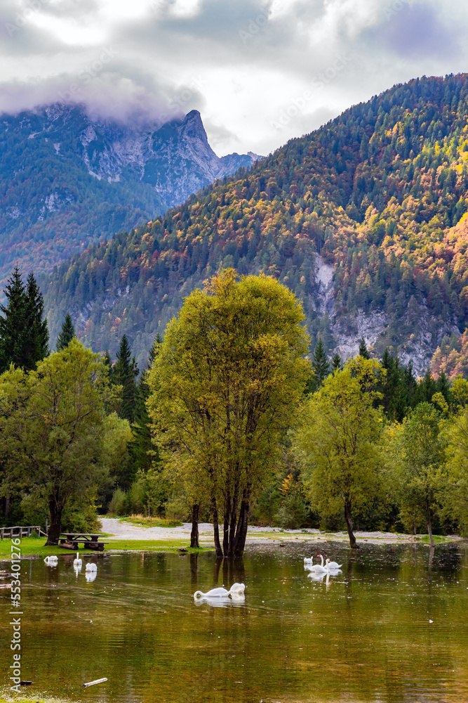 Fototapeta premium Magnificent snow-white swans