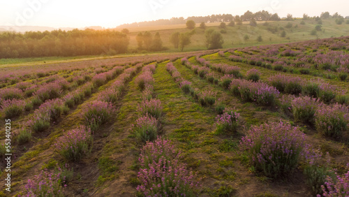 Colorful flowering lavandula or lavender field in the dawn light. A light morning mist at the background.