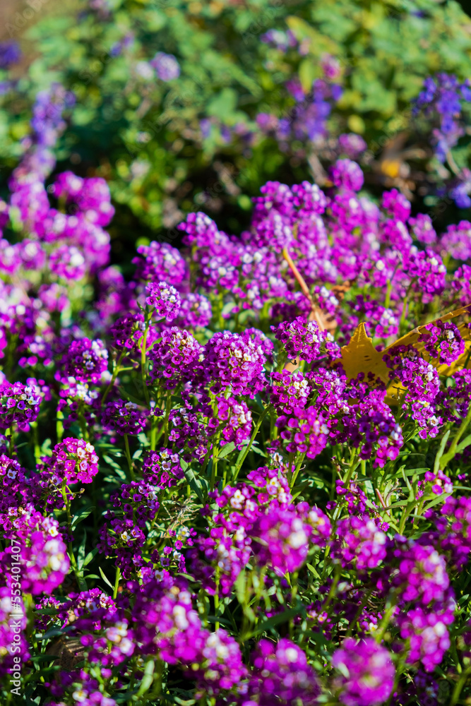 Lobularia maritima purple blossom, nature background