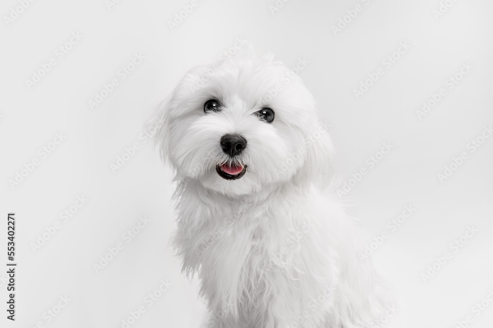 Studio image of cute white Maltese dog posing with cheerful smile isolated over light background