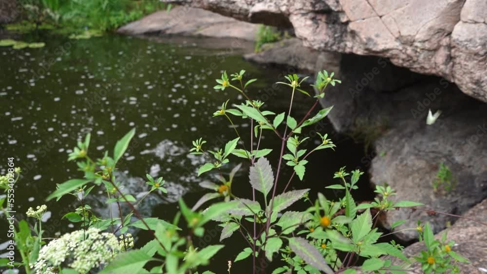 green moss on the stone lake forest river nature with butterfly green moss on the stone lake forest river nature with butterfly