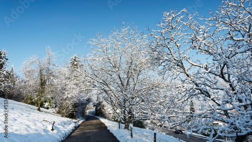 Winternaturlandschaft. Tüllinger Straße im Lörrach (Obertüllinge)
 photo