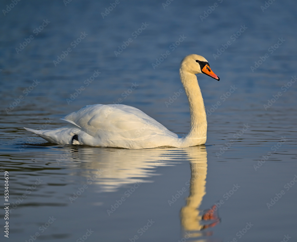 Obraz premium swan, grebe, coromorat, blue heron in nature