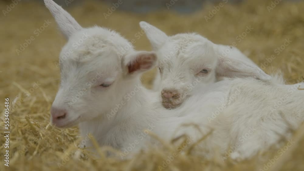 A pair of sleepy baby goats lying down in hay A pair of sleepy baby goats lying down in hay