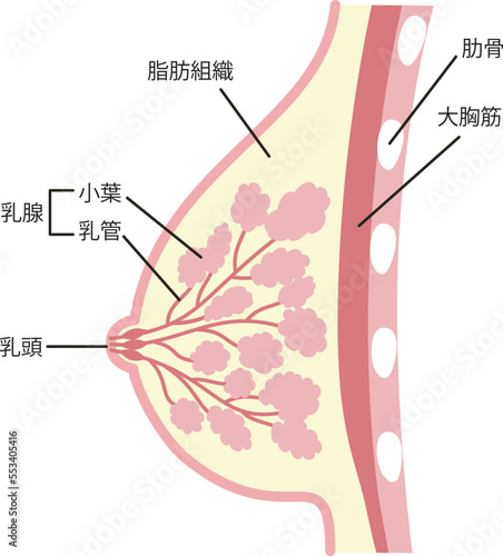 乳房の構造のイラスト