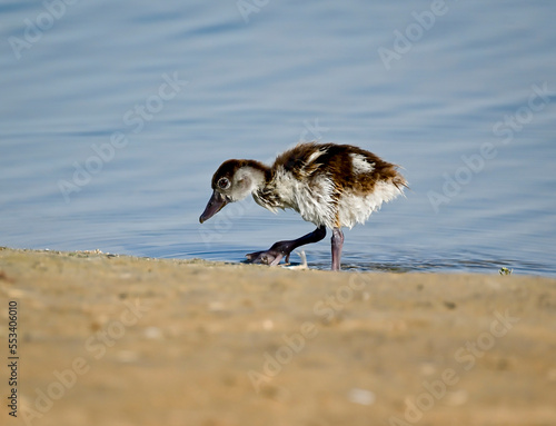 Phaesant, Egyptian Grebe with chicks, ducks flying
