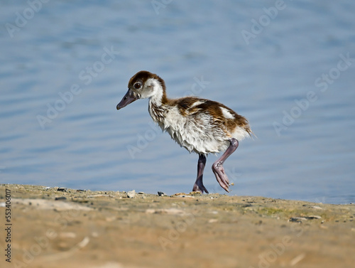 Phaesant, Egyptian Grebe with chicks, ducks flying
