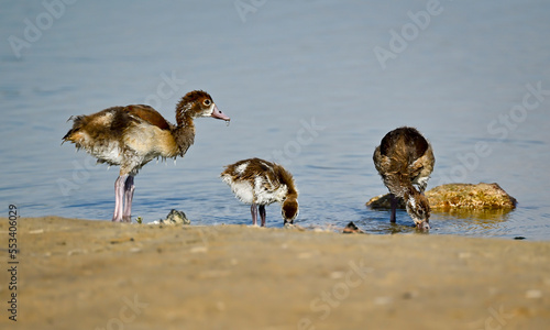 Phaesant, Egyptian Grebe with chicks, ducks flying