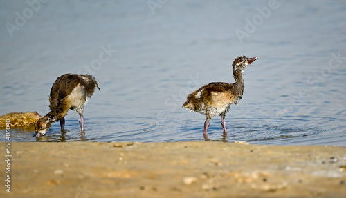 Phaesant, Egyptian Grebe with chicks, ducks flying