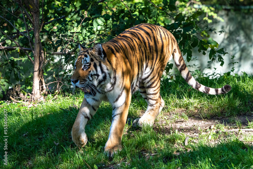 Fototapeta premium The Siberian tiger,Panthera tigris altaica in a park