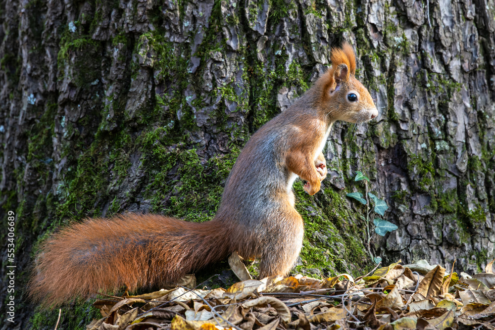 Eurasian red squirrel, Sciurus vulgaris at Old North Cemetery of Munich, Germany Eurasian red squirrel, Sciurus vulgaris at Old North Cemetery of Munich, Germany