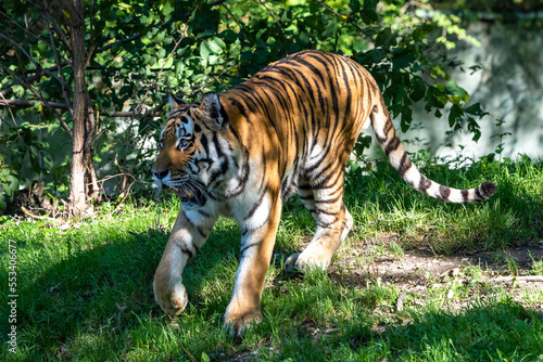 Fototapeta Naklejka Na Ścianę i Meble -  The Siberian tiger,Panthera tigris altaica in a park