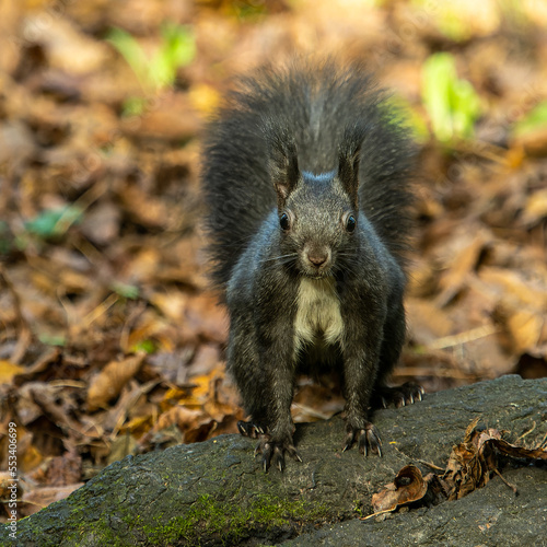 Grey squirrel, Sciurus at Old North Cemetery of Munich, Germany © rudiernst