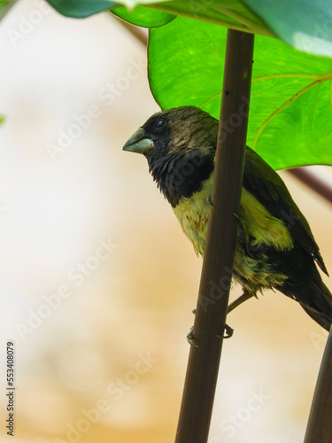 Bondol Jawa is a kind of small bird that eats rice and seeds.  Its scientific name is Lonchura leucogastroides.  In English this bird is called Javan Munia photo