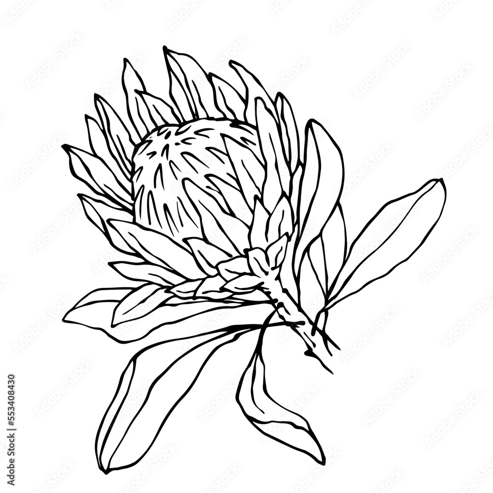 Linear sketch of a protea flower.Vector graphics. Stock Vector | Adobe ...