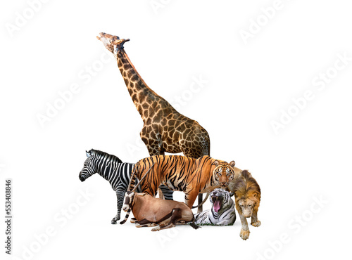 Wild Zoo Animals on White Web Banner. Composite of a large group of wildlife zoo animals together over a white horizontal web banner or social media cover. © Puttachat