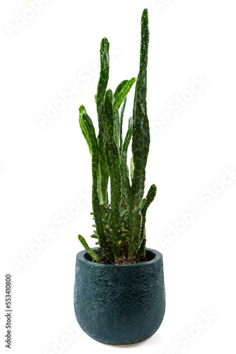 Opuntia monacantha in a ceramic pot isolated on white background
