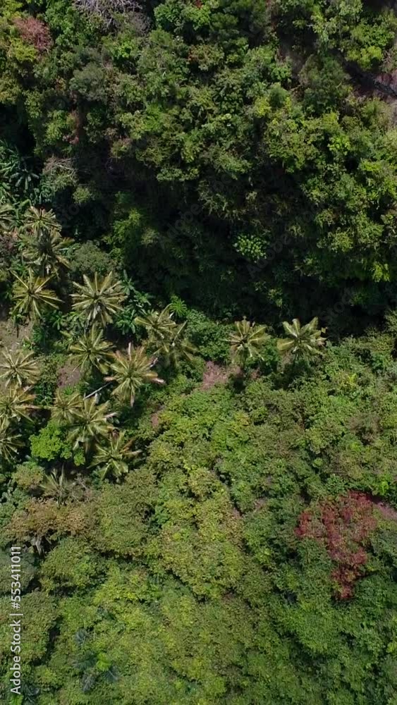 Vertical video of Aerial shot of hills covered in tropical forest, coconut trees and stairs top Vertical video of Aerial shot of hills covered in tropical forest, coconut trees and stairs top