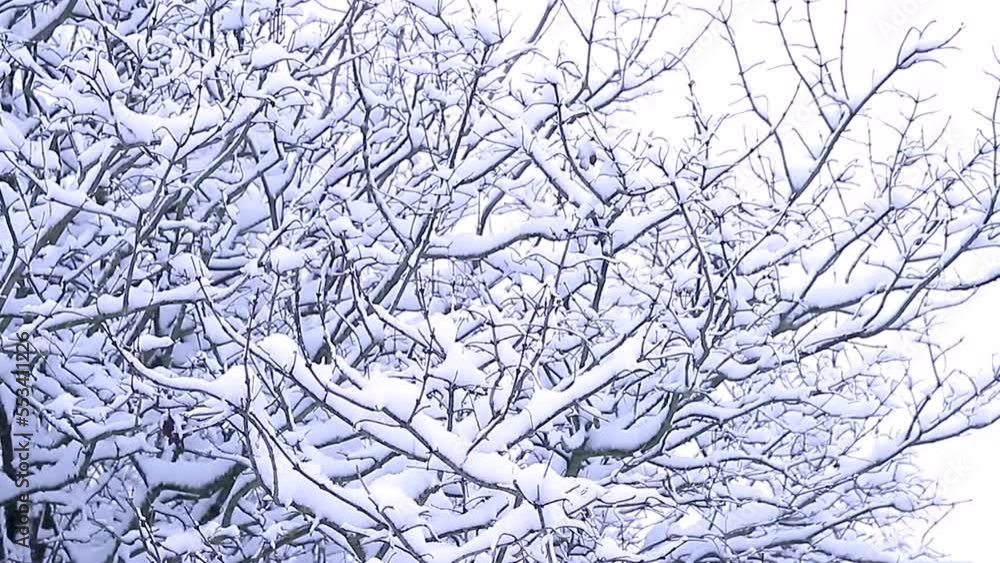 trees covered in snow on a cold winters day stock footage stock video trees covered in snow on a cold winters day stock footage stock video