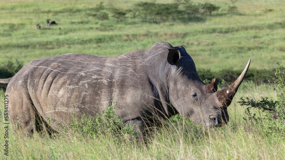 Rhino Wildlife Animal Closeup Wilderness Grassland Habitat Photograph Rhino Wildlife Animal Closeup Wilderness Grassland Habitat Photograph
