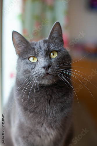 beautiful grey cat is looking at the camera